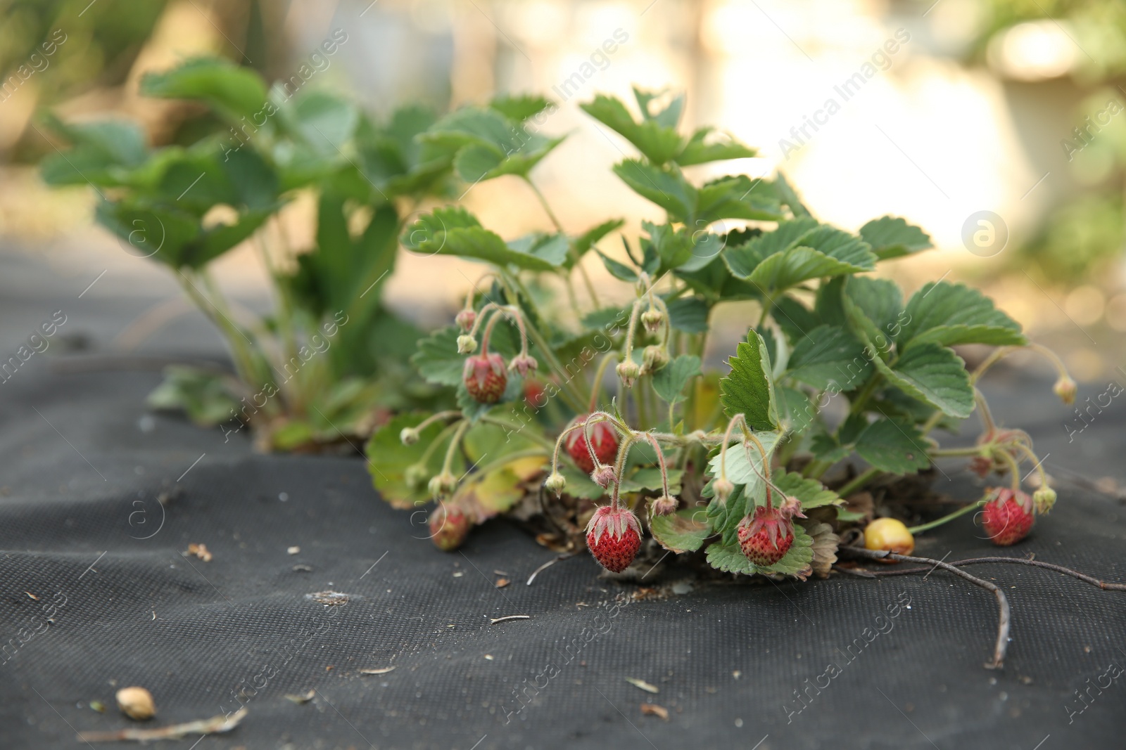 Photo of Small unripe strawberries growing outdoors, closeup. Seasonal berries