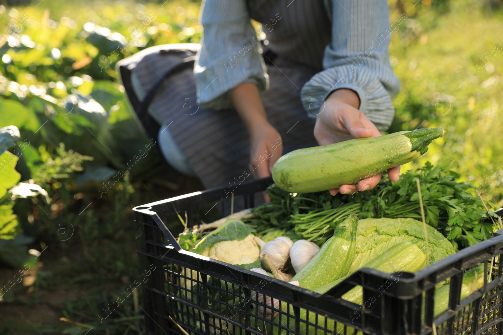 Photo of Woman harvesting different fresh ripe vegetables on farm, closeup