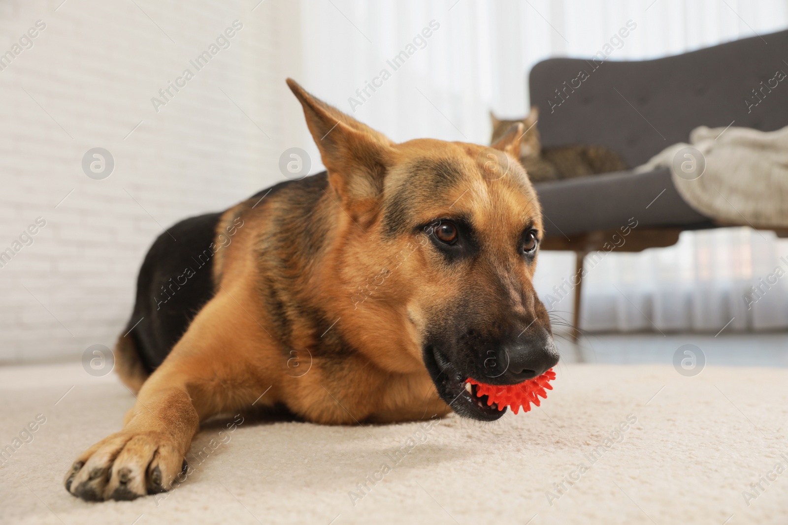 Photo of German shepherd playing with ball on floor in living room