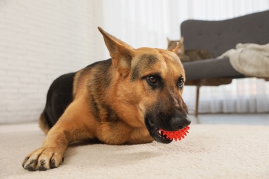 Photo of German shepherd playing with ball on floor in living room