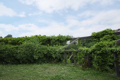 Photo of Old stone construction overgrown with clinging plants outdoors