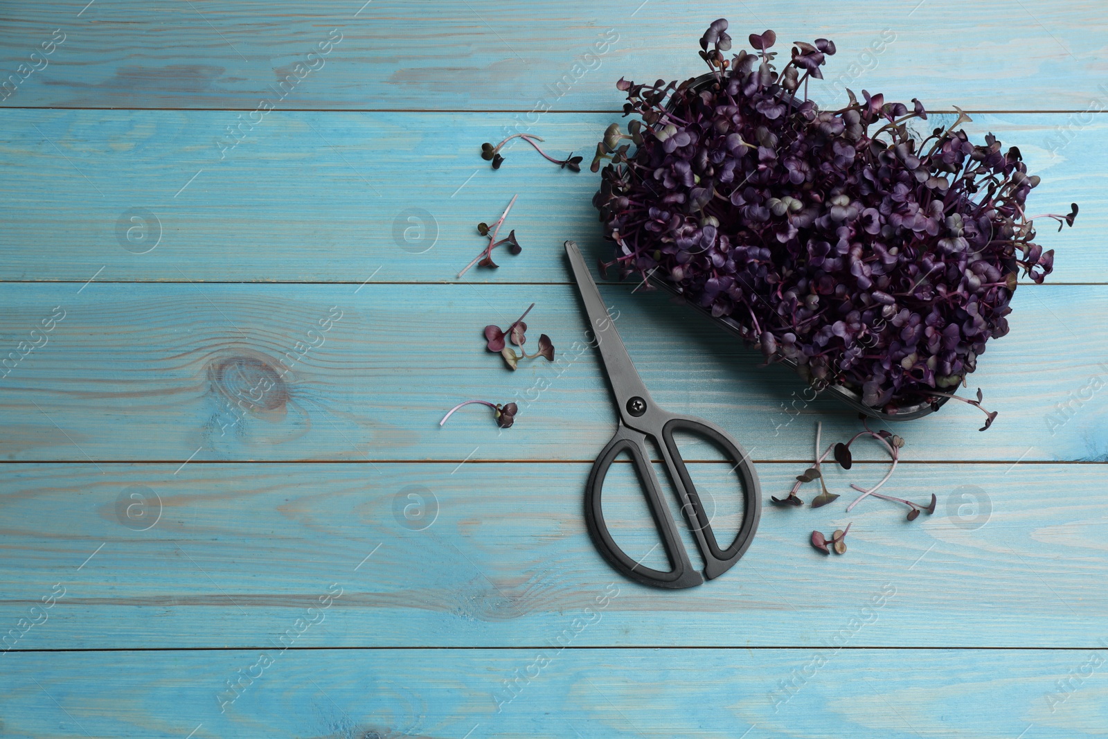 Photo of Fresh radish microgreens in container and scissors on turquoise wooden table, flat lay. Space for text