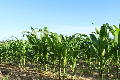 Photo of Beautiful agricultural field with green corn plants on sunny day