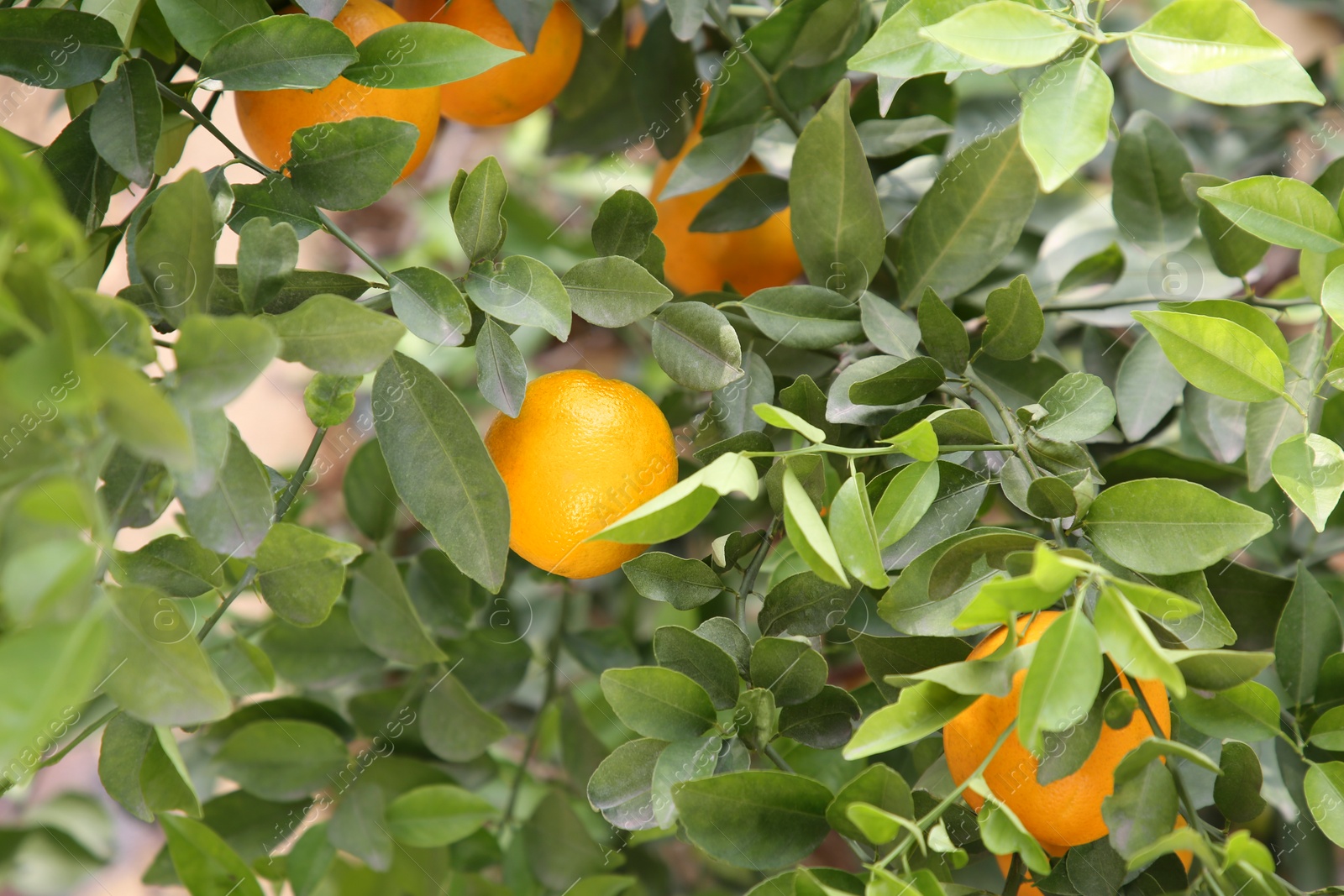 Photo of Fresh ripe oranges growing on tree outdoors