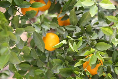 Photo of Fresh ripe oranges growing on tree outdoors