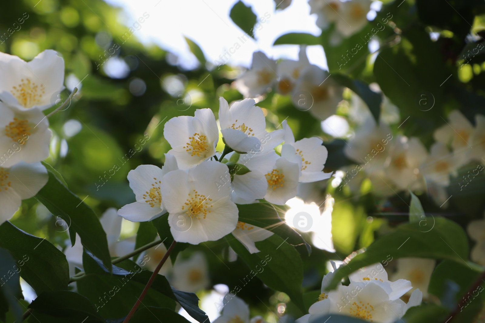 Photo of Closeup view of beautiful blooming white jasmine shrub outdoors