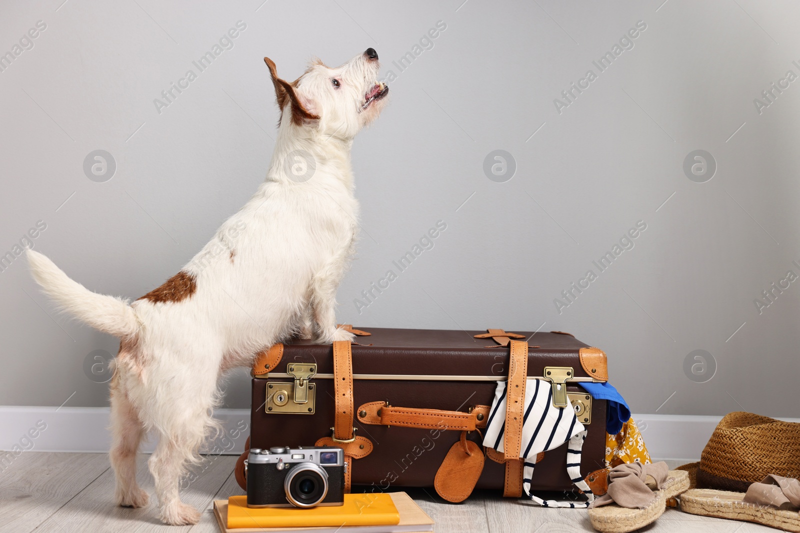 Photo of Travel with pet. Dog, clothes and suitcase indoors