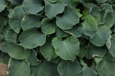 Photo of Beautiful hosta plant with green leaves, closeup view