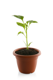 Green pepper seedling in flowerpot isolated on white