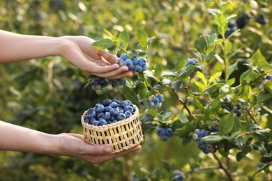 Photo of Woman with wicker bowl picking up wild blueberries outdoors, closeup. Seasonal berries