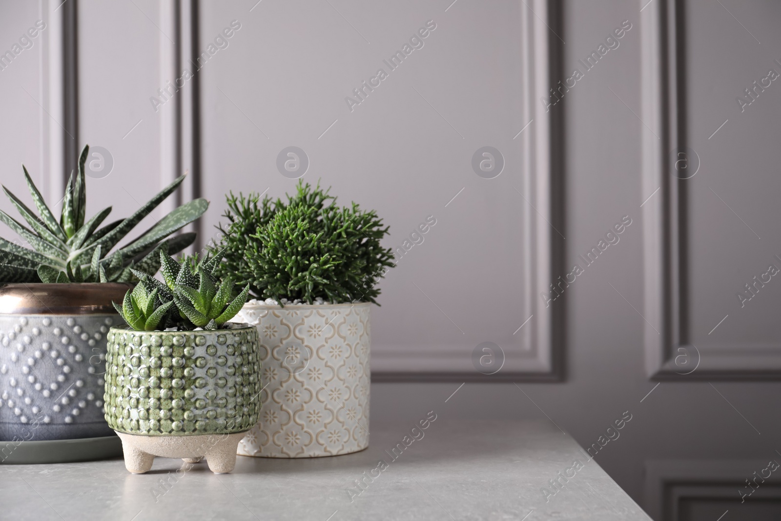 Photo of Beautiful Haworthia, Hatiora and Gasteria in pots on light table. Different house plants