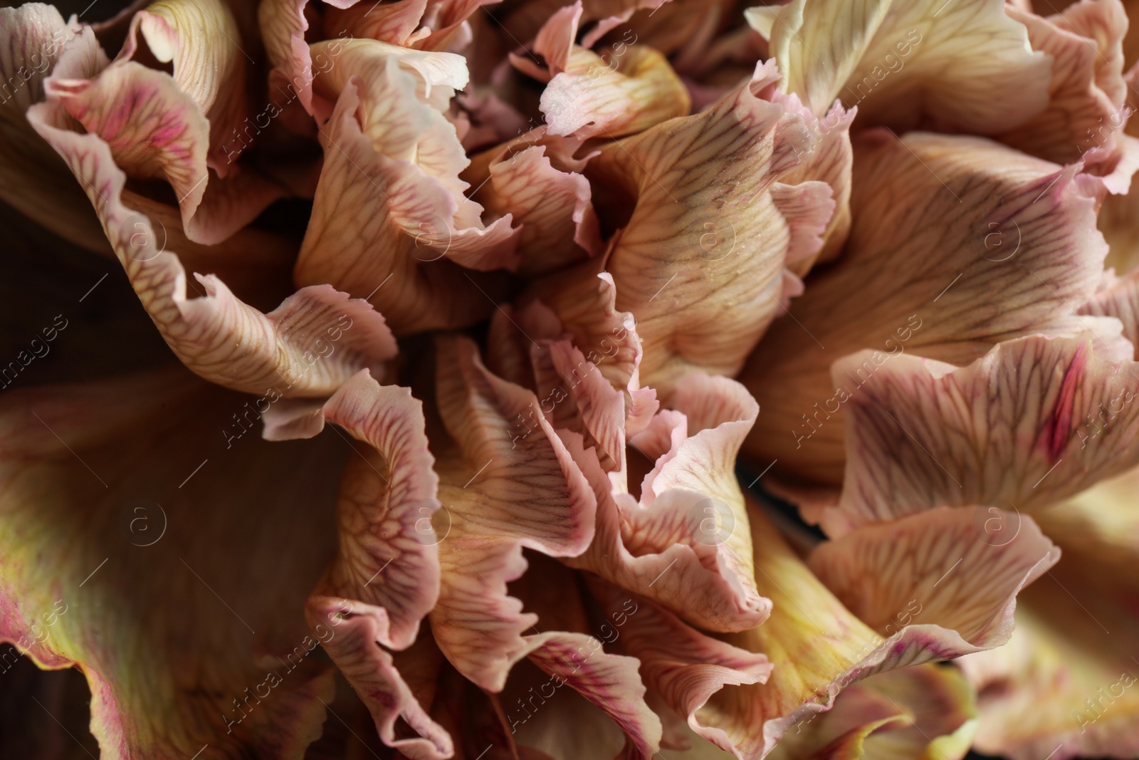 Photo of Beautiful carnation flower as background, closeup. Floral decor