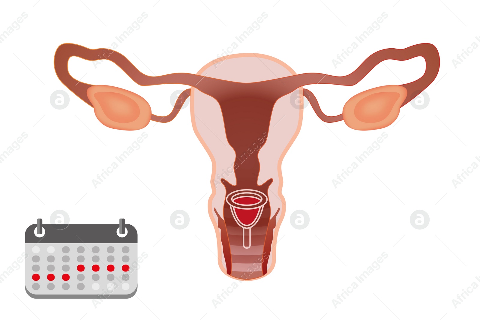 Illustration of Instruction how to use menstrual cup during period. Female reproductive system on white background, illustration