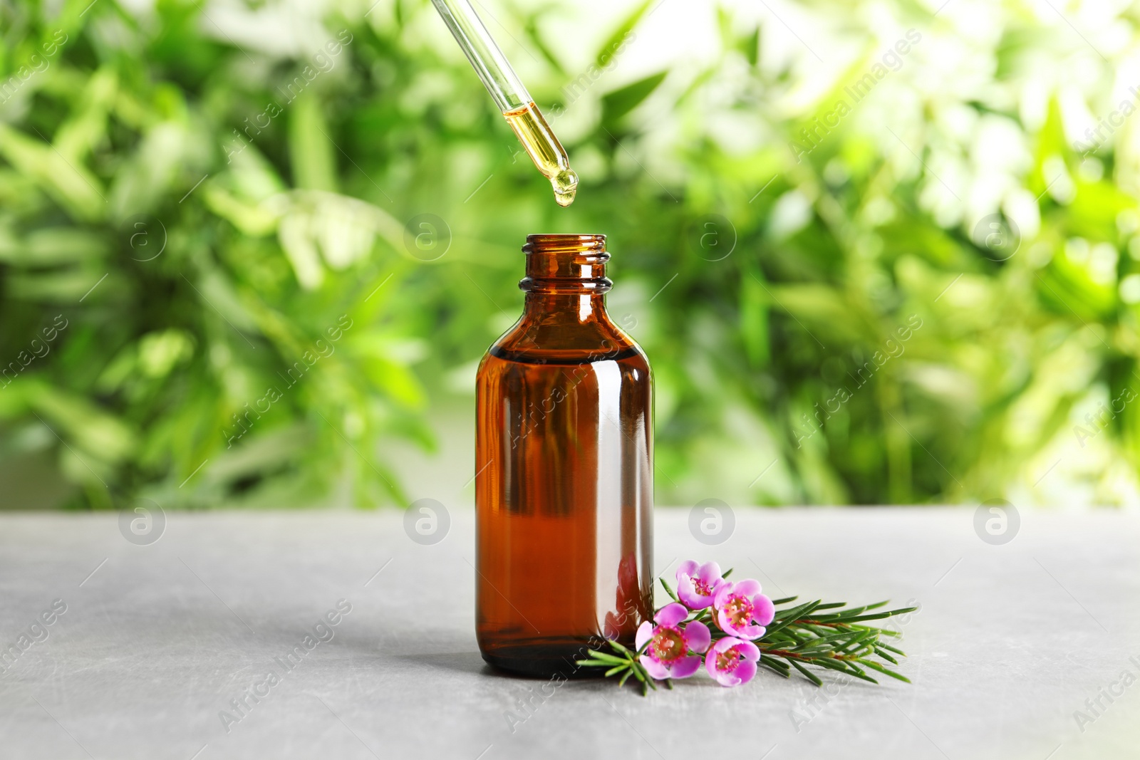 Photo of Dripping natural essential oil into bottle near tea tree branch on table