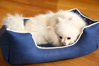 Cute fluffy Pomeranian dog in pet bed on floor