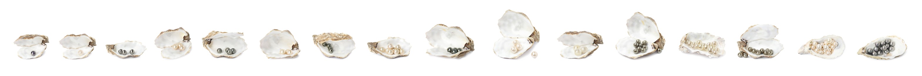 Image of Set with beautiful pearls and oyster shells on white background. Banner design