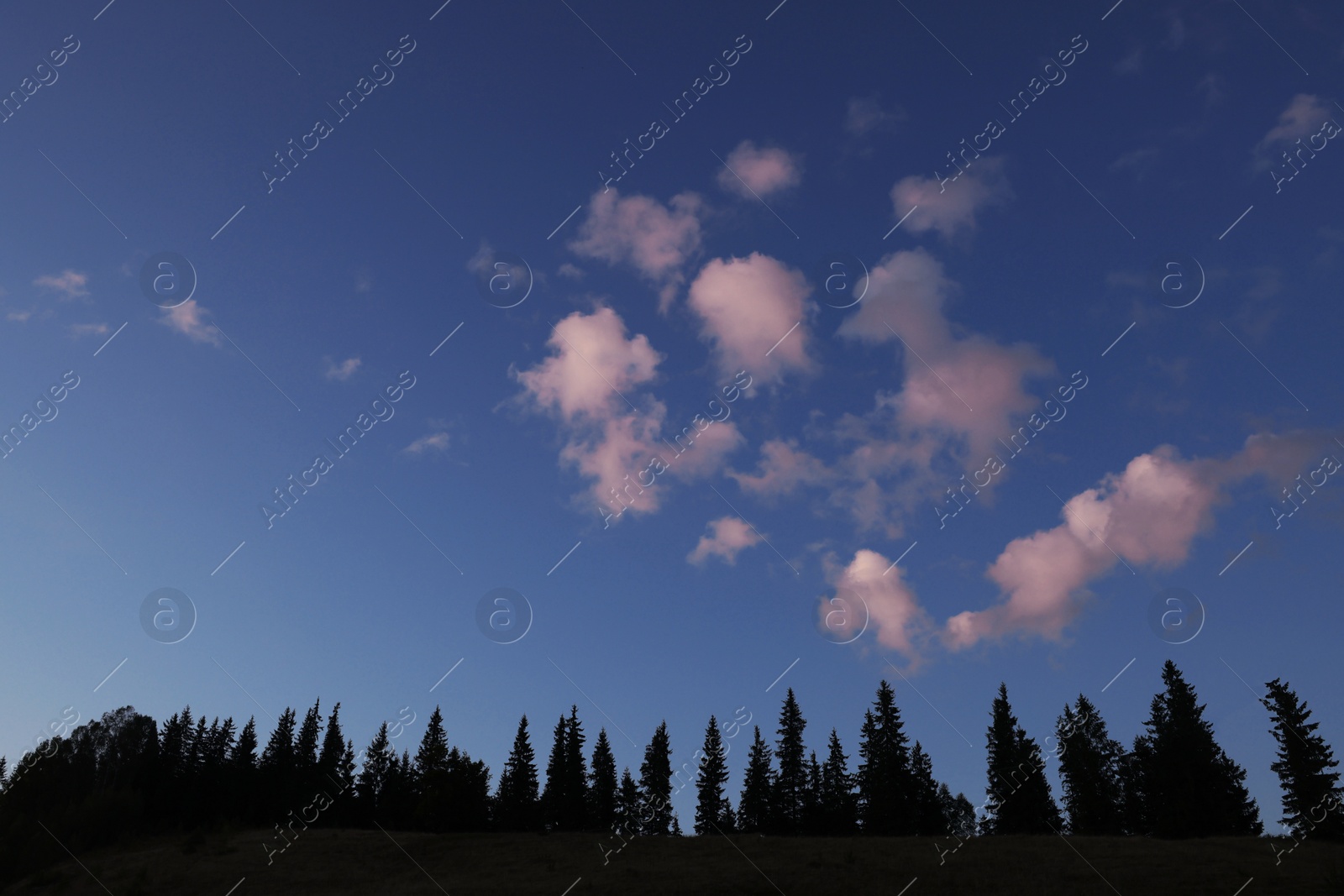 Photo of Beautiful view of sunset sky over conifer forest