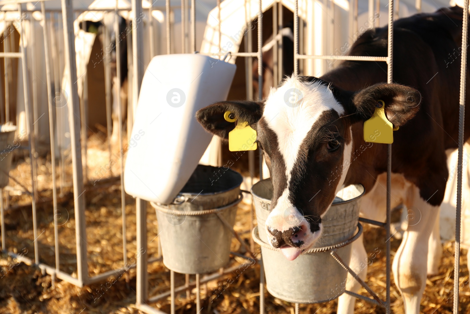 Photo of Cute little calf near fence on farm. Animal husbandry