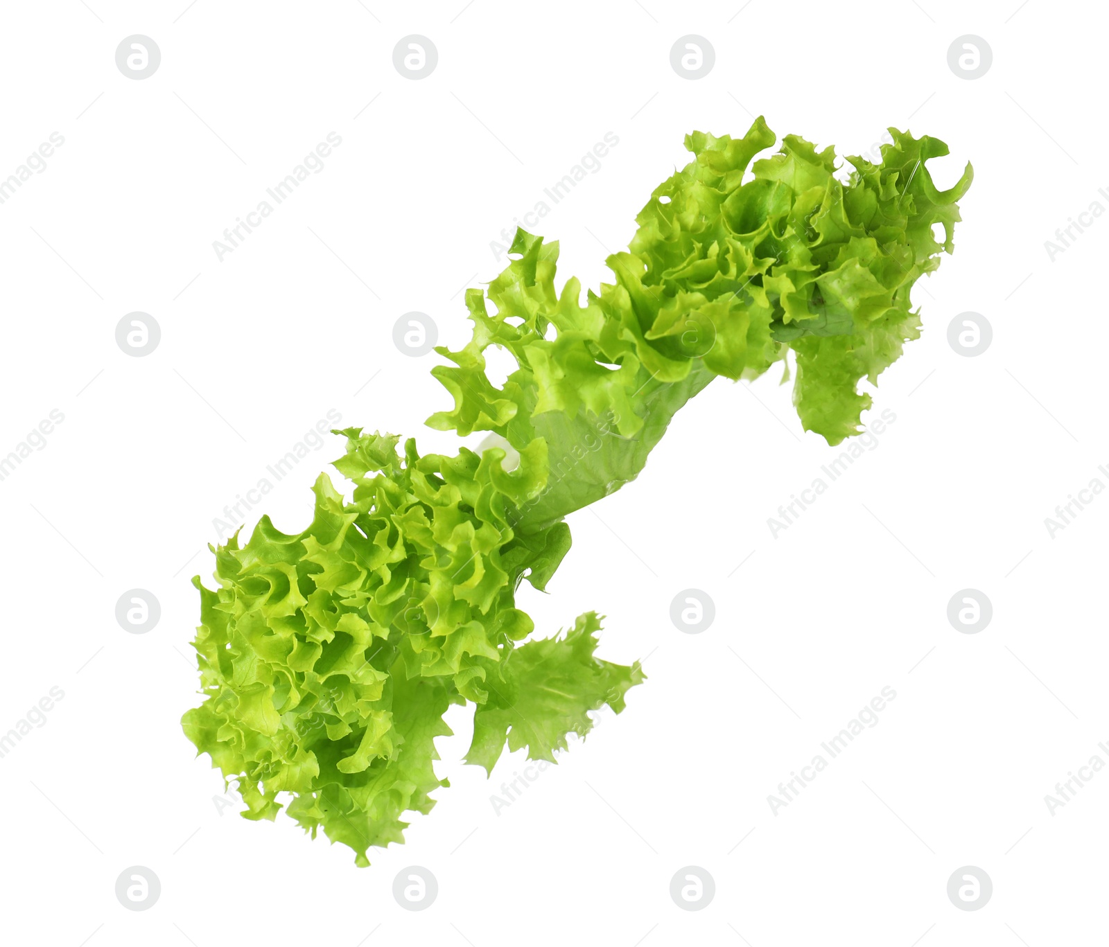 Photo of Leaf of fresh lettuce for burger isolated on white