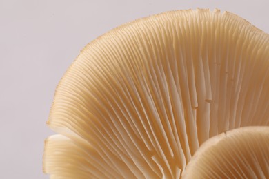 Photo of Fresh oyster mushrooms on light background, macro view