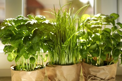 Different aromatic potted herbs near window indoors, closeup