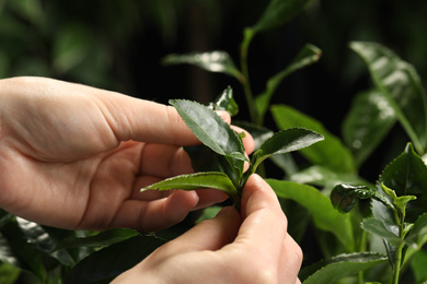 Photo of Farmer picking green tea leaves against dark background, closeup