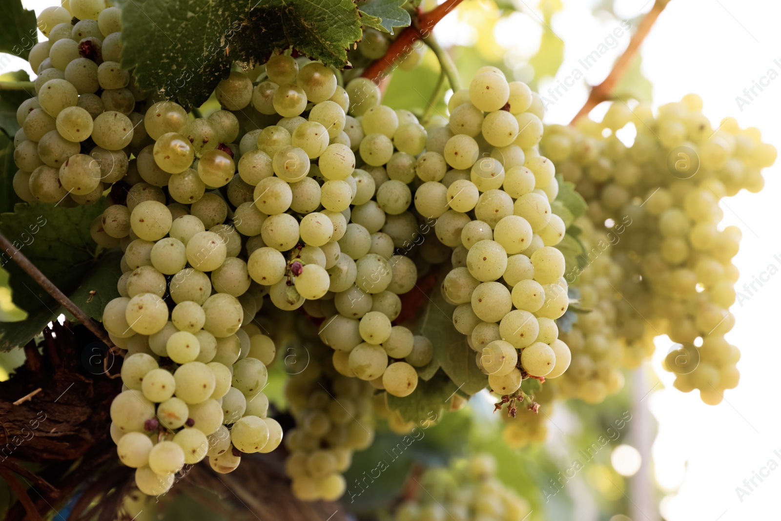 Photo of Delicious ripe grapes in vineyard. Harvest season