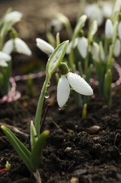 Photo of Beautiful snowdrop covered with dew outdoors. Early spring flower