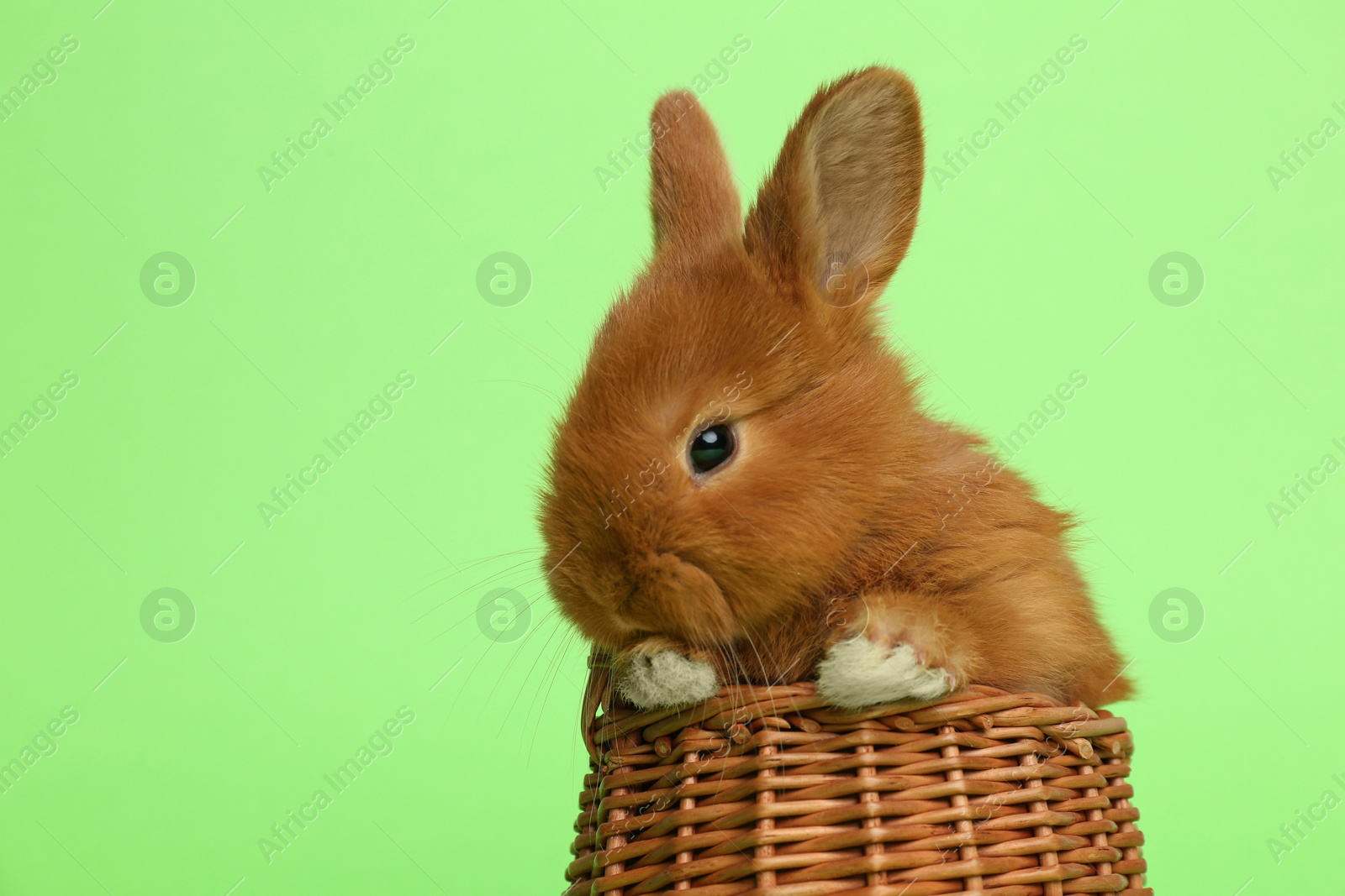 Photo of Adorable fluffy bunny in wicker basket on green background, closeup. Easter symbol