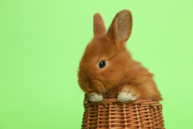 Photo of Adorable fluffy bunny in wicker basket on green background, closeup. Easter symbol