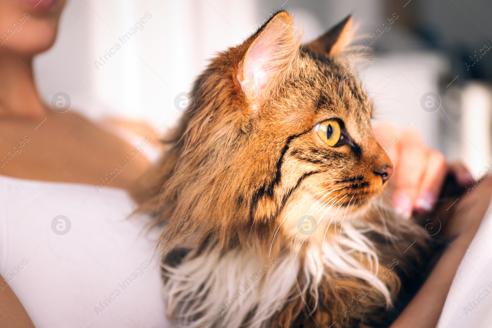 Photo of Woman with her cute cat at home, closeup. Fluffy pet