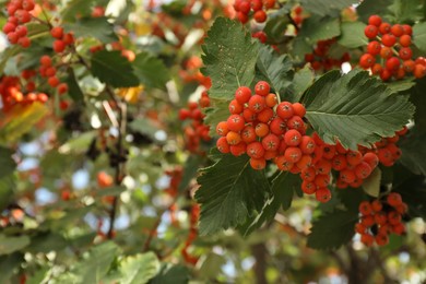 Photo of Rowan tree with many orange berries growing outdoors, closeup