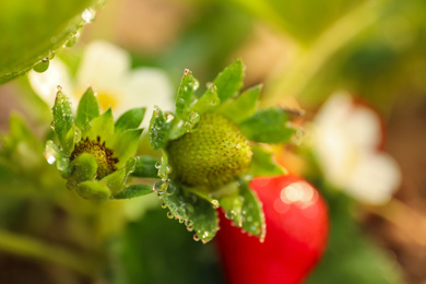 Strawberry plant with unripe berries on blurred background, closeup