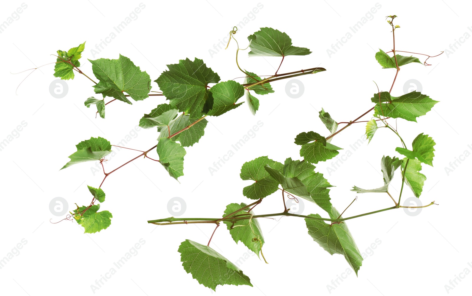 Image of Grapevines with green leaves on white background