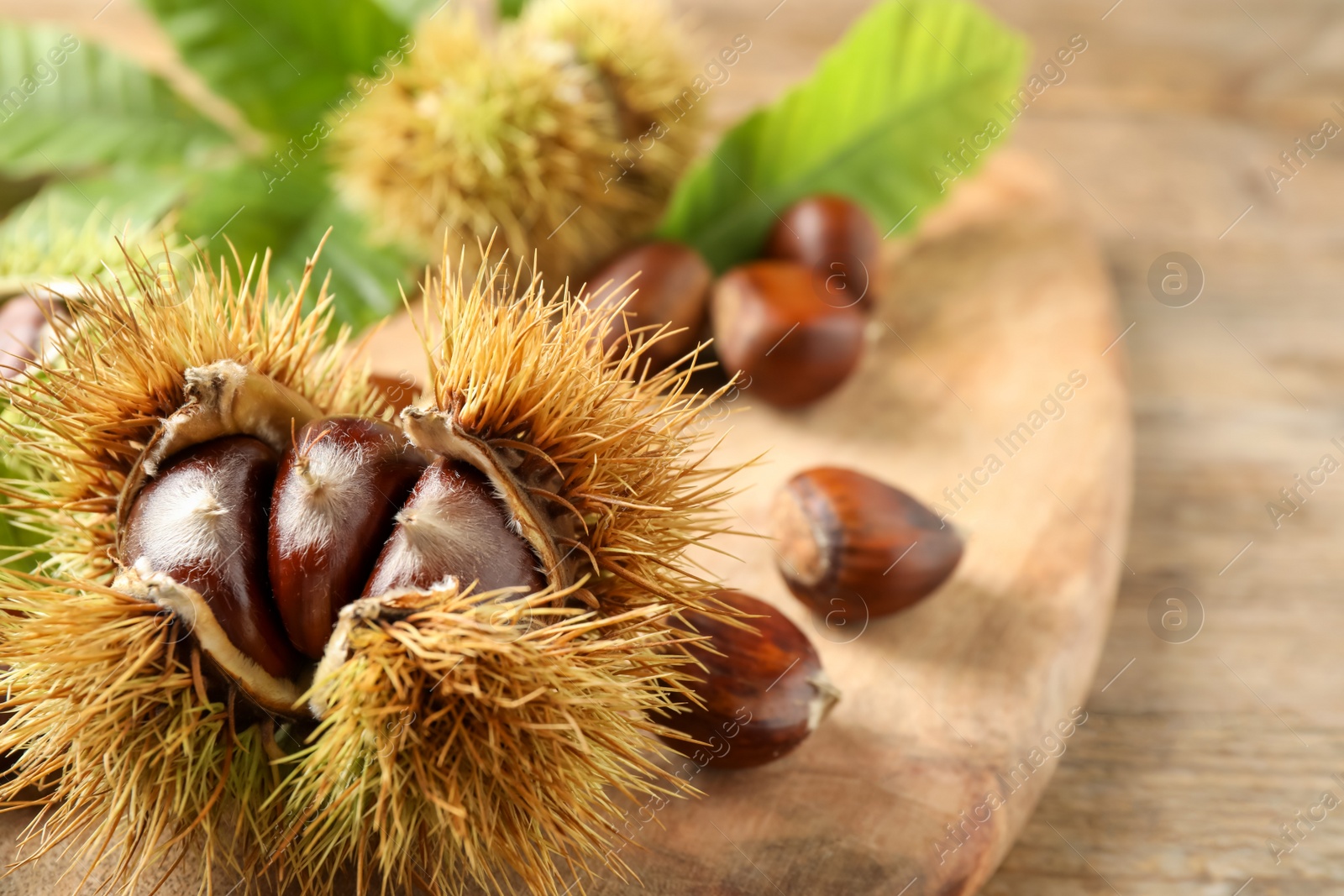 Photo of Fresh sweet edible chestnuts on wooden board, closeup