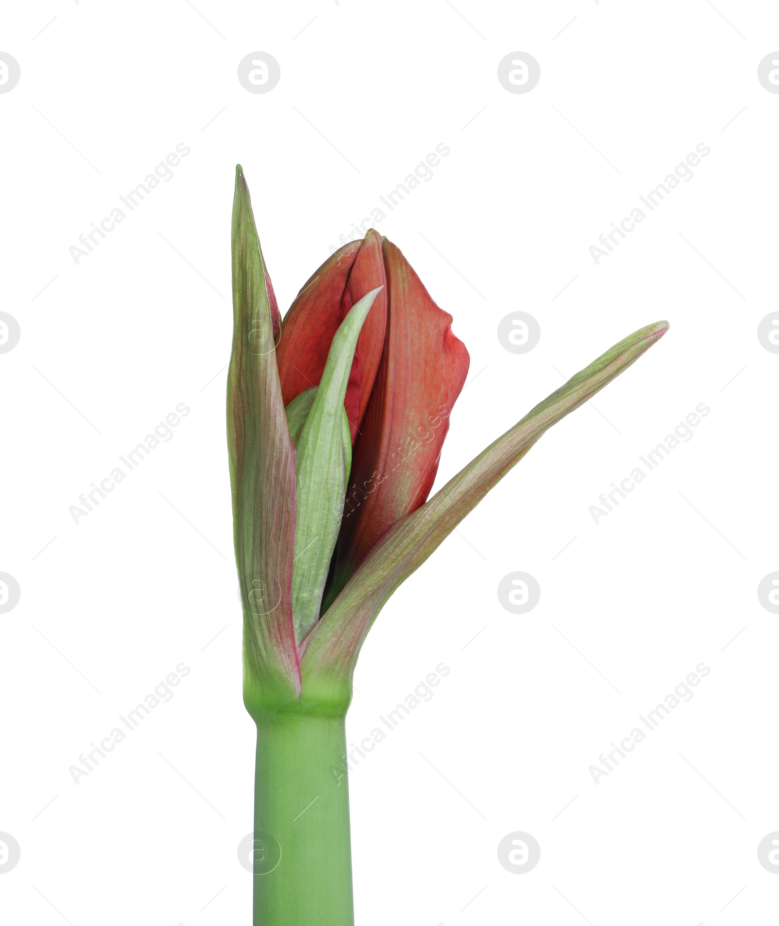 Photo of Beautiful fresh amaryllis flower on white background