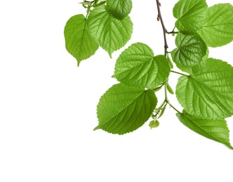 Photo of Branch with green leaves on white background