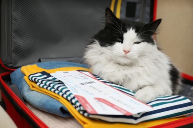 Photo of Cute cat sitting in suitcase with clothes and tickets on sofa