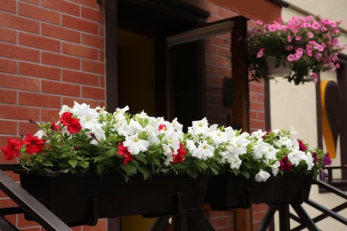 Photo of Beautiful petunia flowers in plant pots outdoors