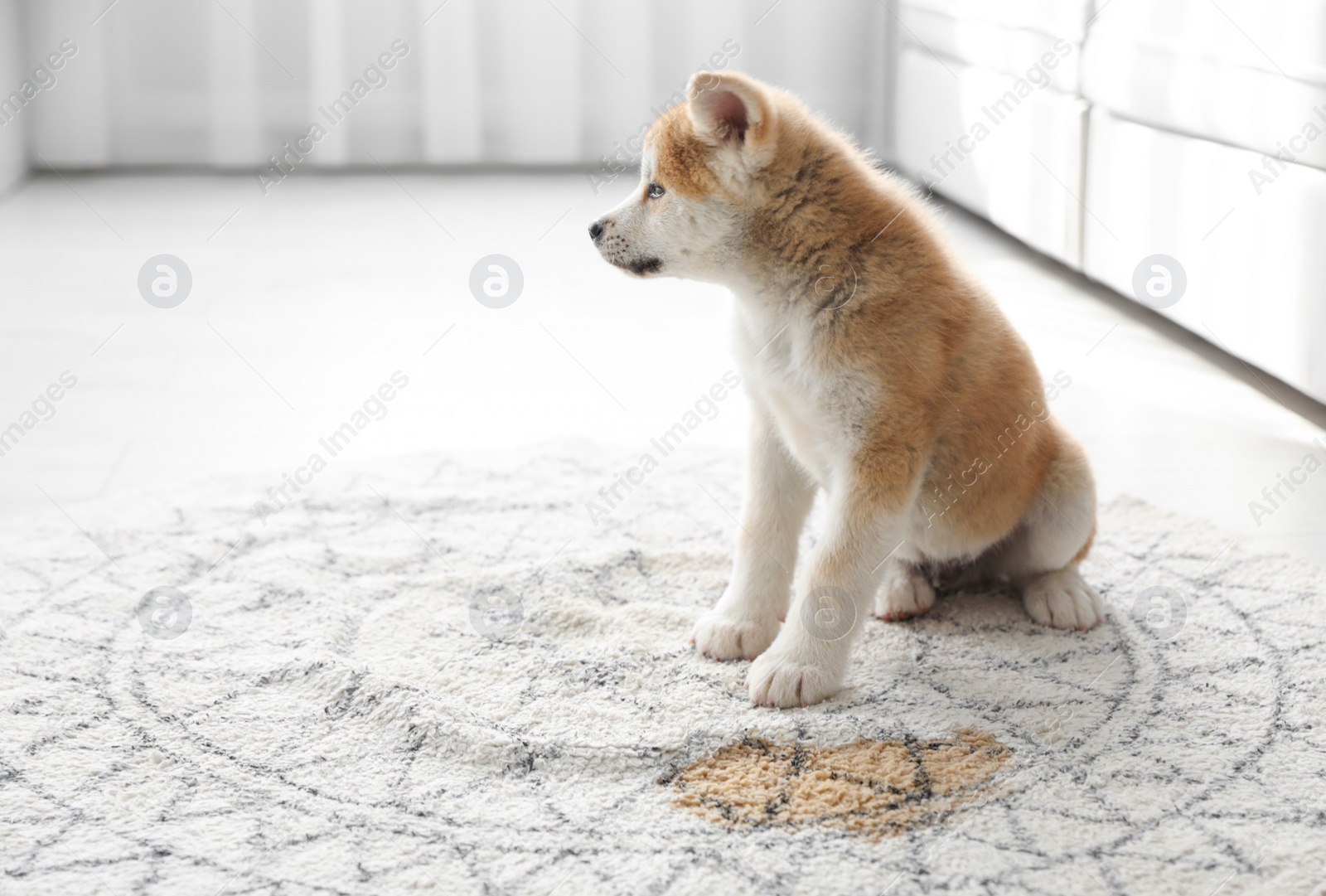 Photo of Adorable akita inu puppy near puddle on rug at home