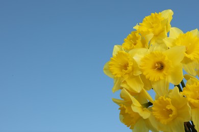 Photo of Beautiful daffodils on blue background, space for text. Fresh spring flowers