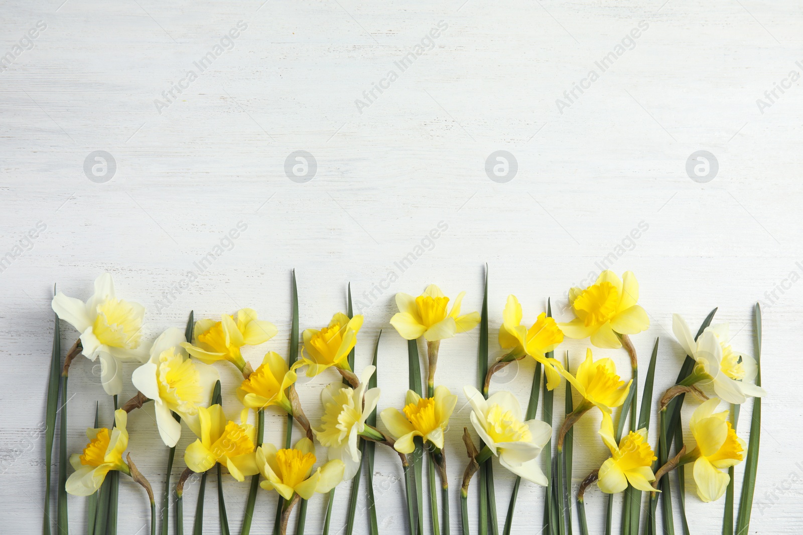 Photo of Flat lay composition with daffodils and space for text on white wooden background. Fresh spring flowers