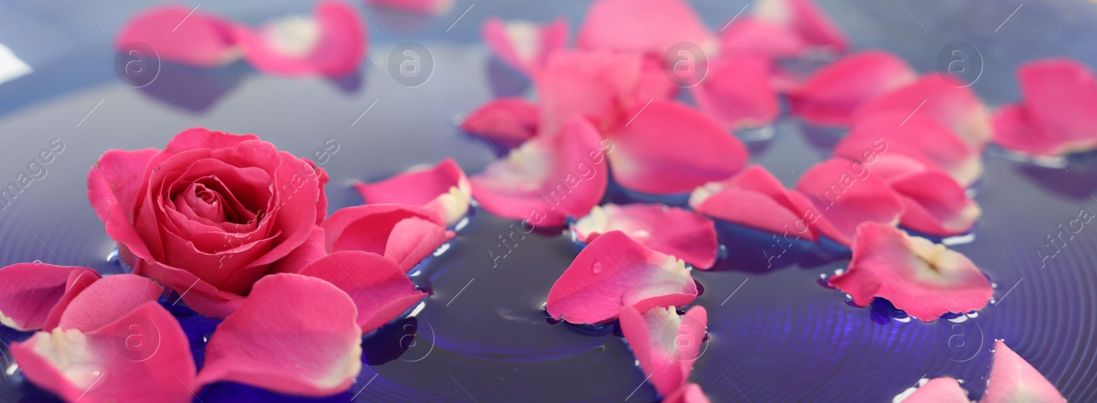 Photo of Pink roses and petals in bowl with water, closeup