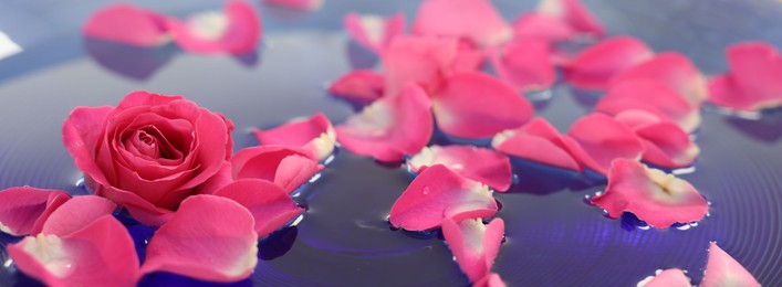 Photo of Pink roses and petals in bowl with water, closeup