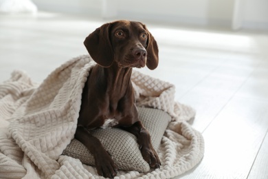 Photo of Adorable dog under plaid on floor indoors