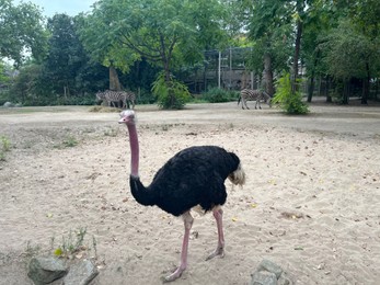 Beautiful black African ostrich and zebras in zoo enclosure