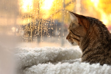 Cute tabby cat near window at home on rainy day. Space for text