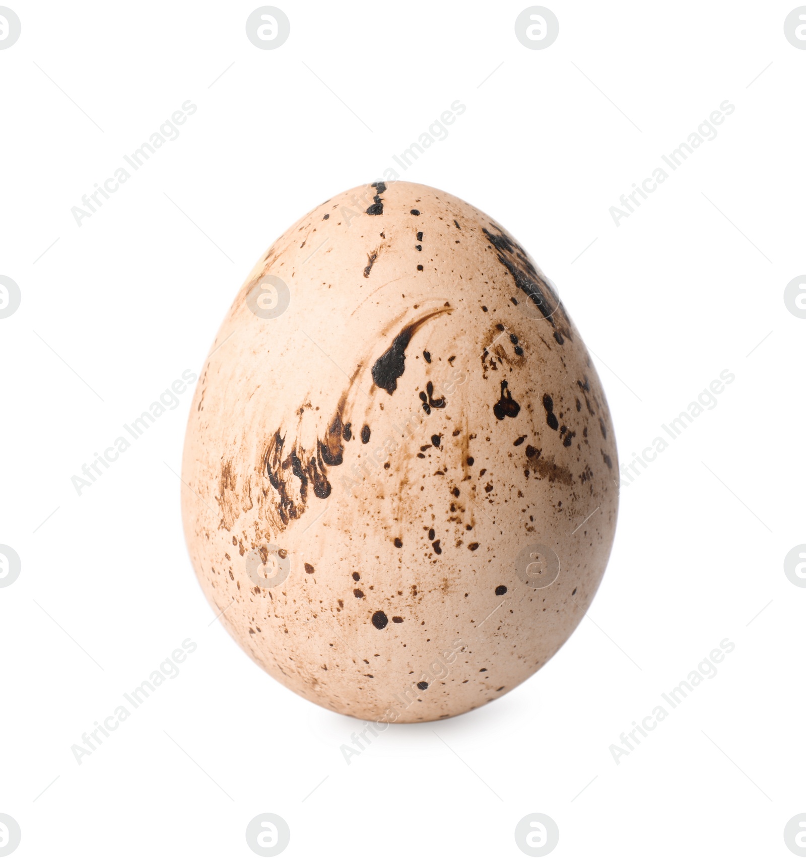 Photo of One speckled quail egg isolated on white