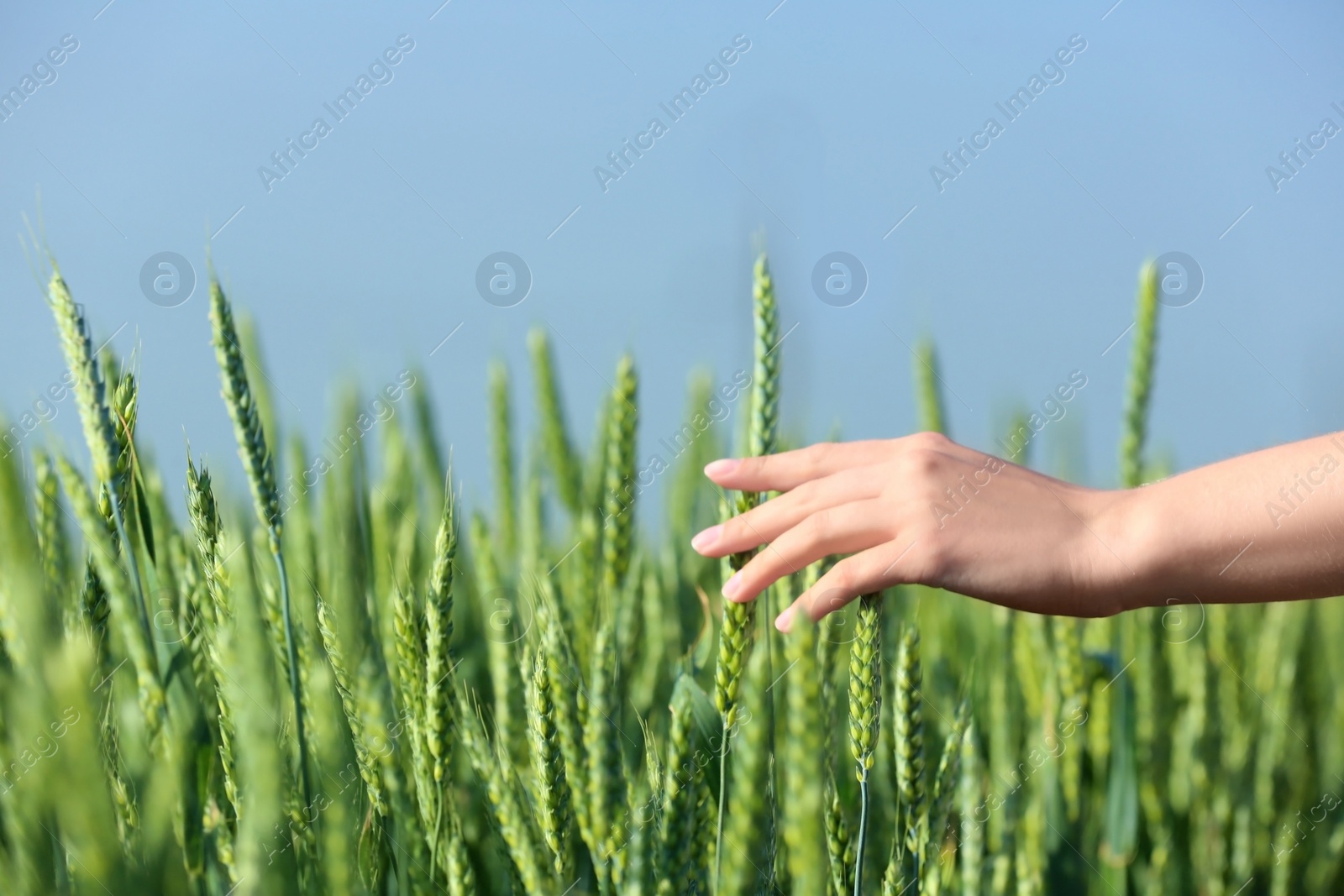 Photo of Woman in wheat field on sunny summer day, closeup on hand. Amazing nature