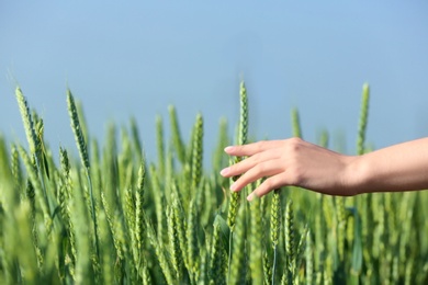 Photo of Woman in wheat field on sunny summer day, closeup on hand. Amazing nature